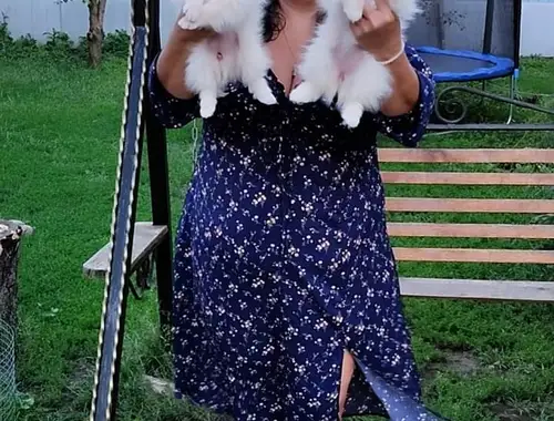 Erstaunliche kleine Pomeranian-Welpen!