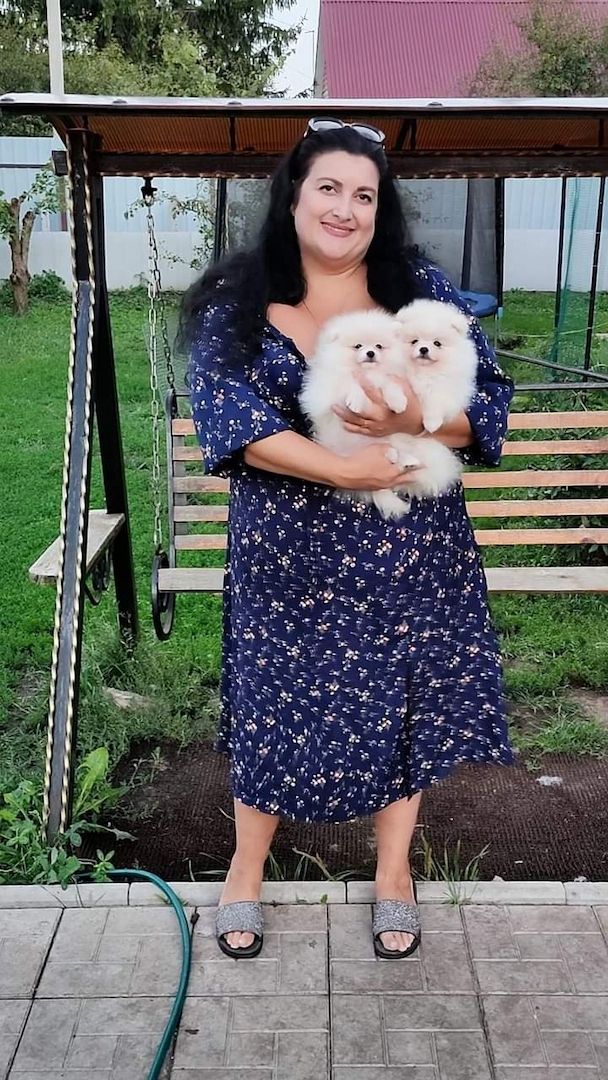 Reinweißer Zwergspitz bereit für neues Zuhause Reinweißer Zwergspitz bereit für neues Zuhause