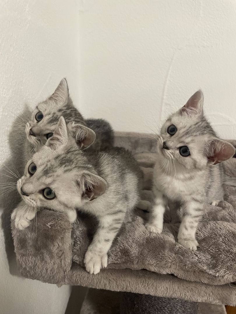 BKH Kitten Black Silver Tabby