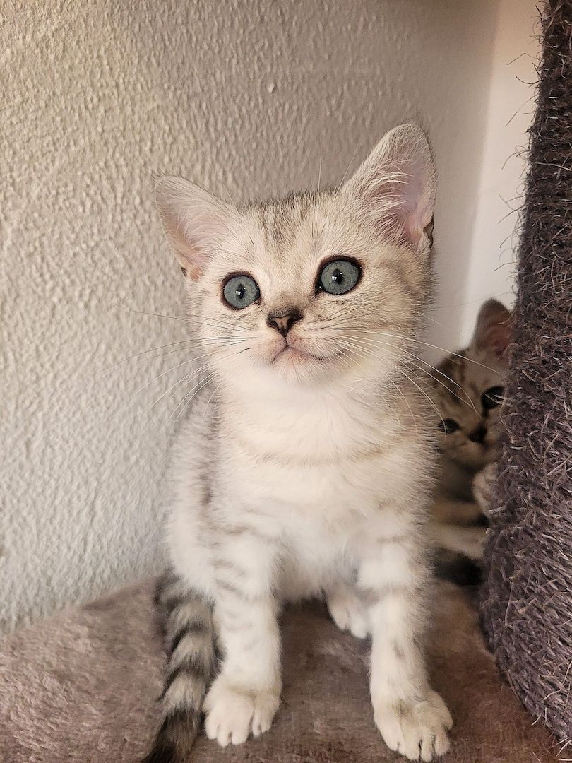 BKH Kitten Black Silver Tabby