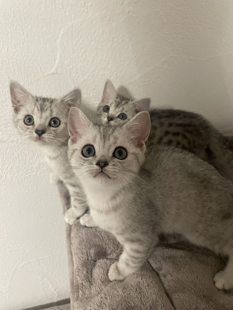 BKH Kitten Black Silver Tabby