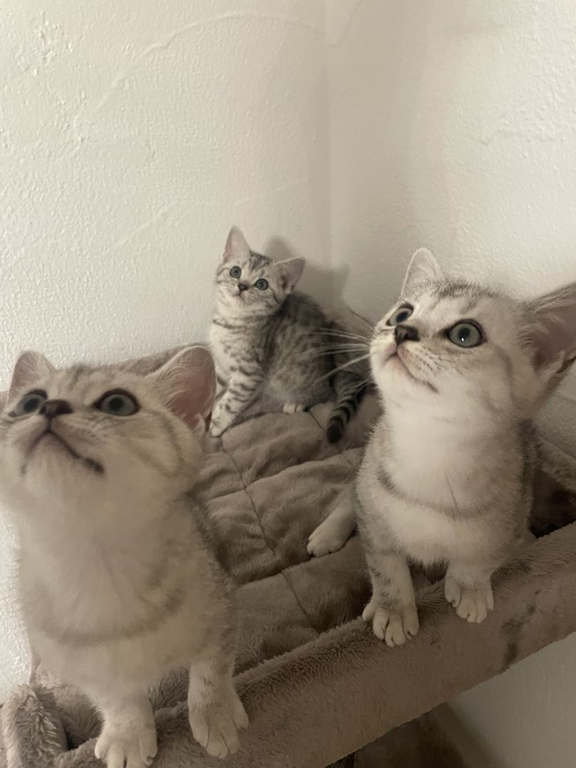 BKH Kitten Black Silver Tabby