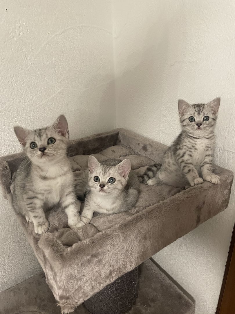 BKH Kitten Black Silver Tabby