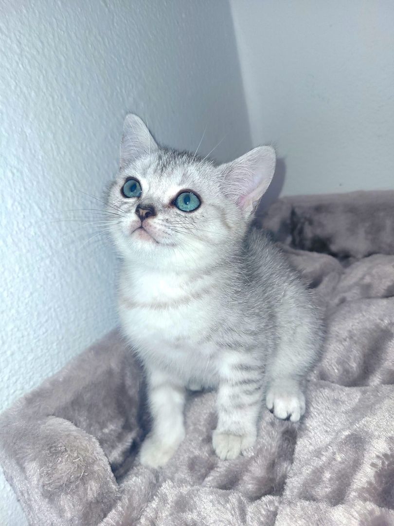 BKH Kitten Black Silver Tabby