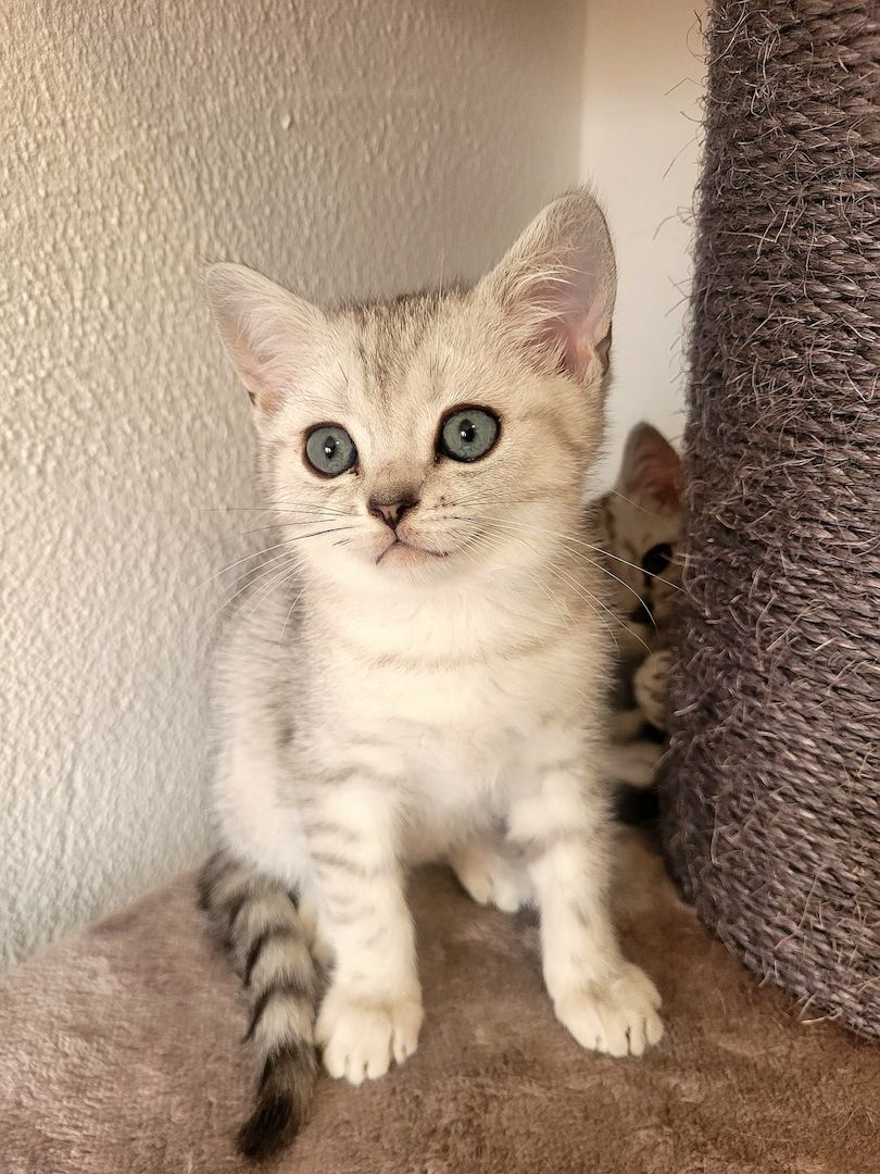 BKH Kitten Black Silver Tabby