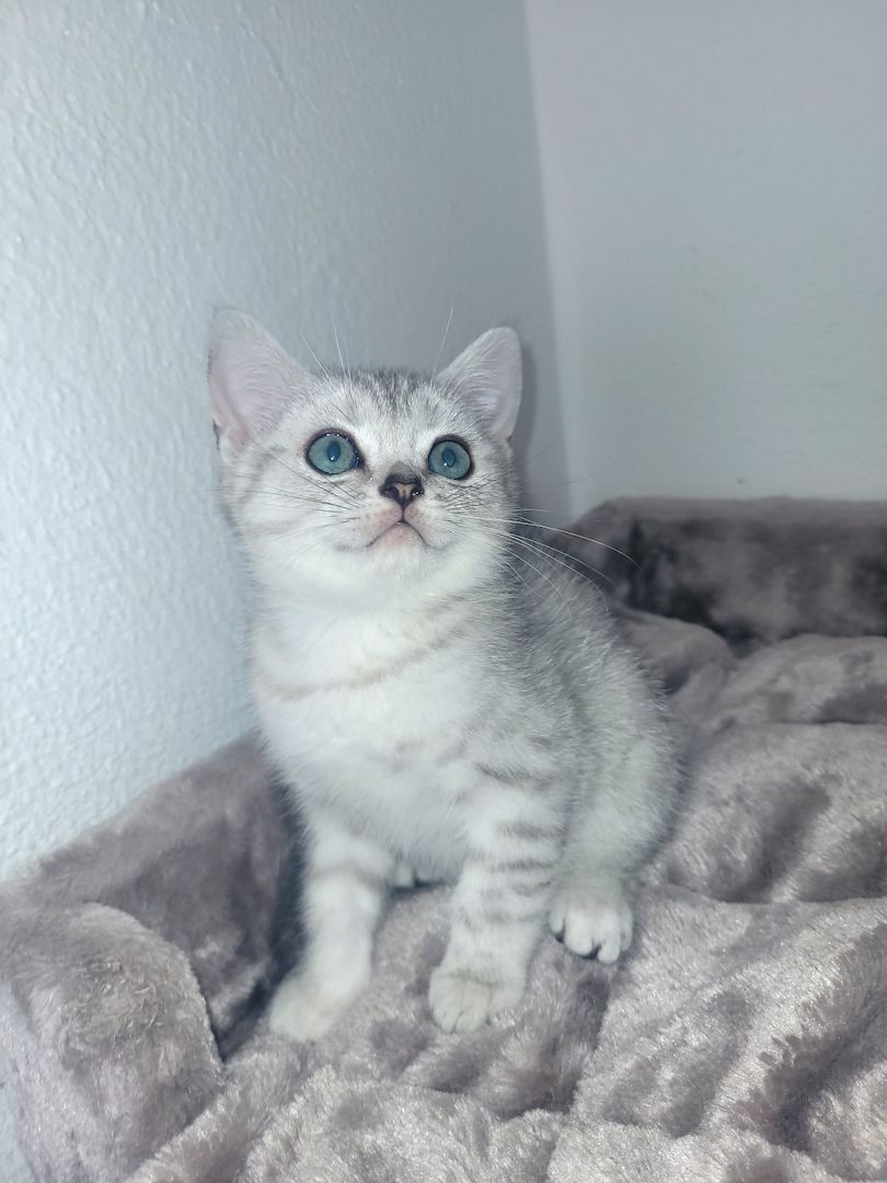BKH Kitten Black Silver Tabby