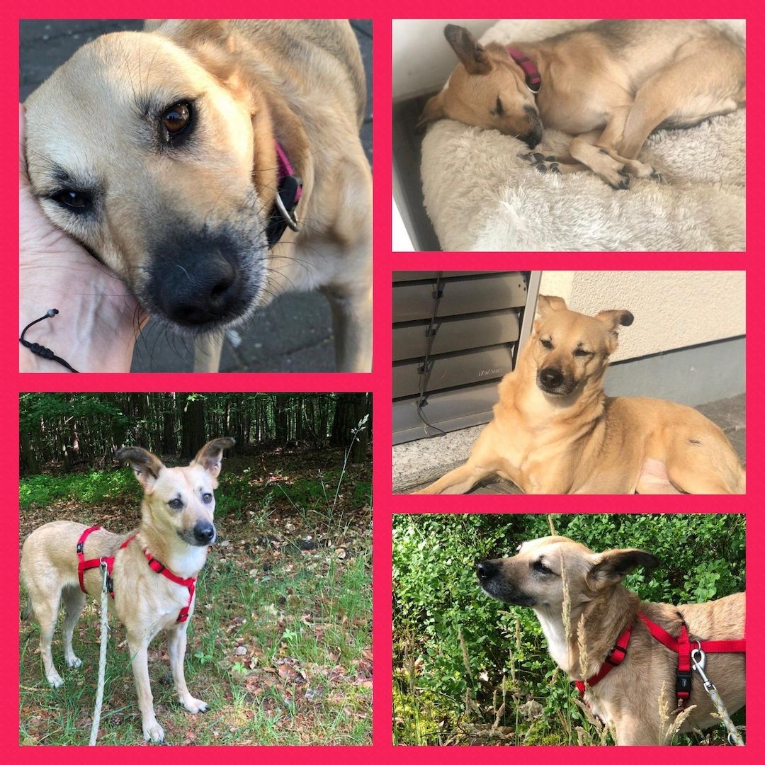 Lustige Kiki liebt KATZEN