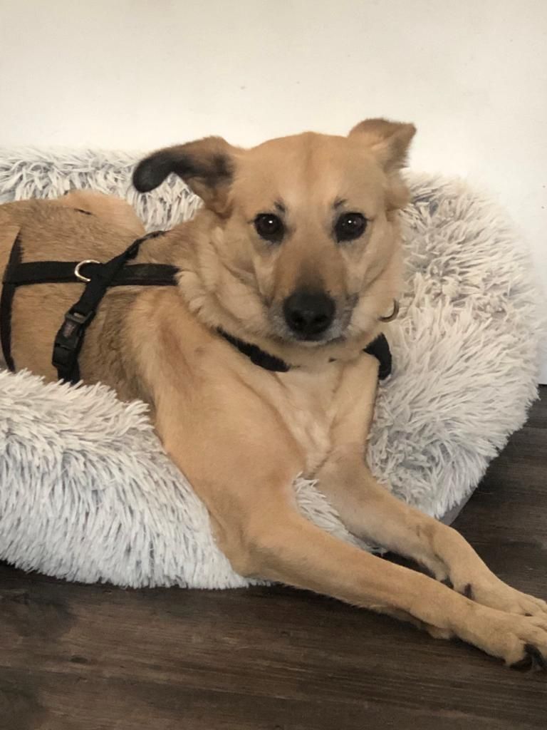 Lustige Kiki liebt KATZEN