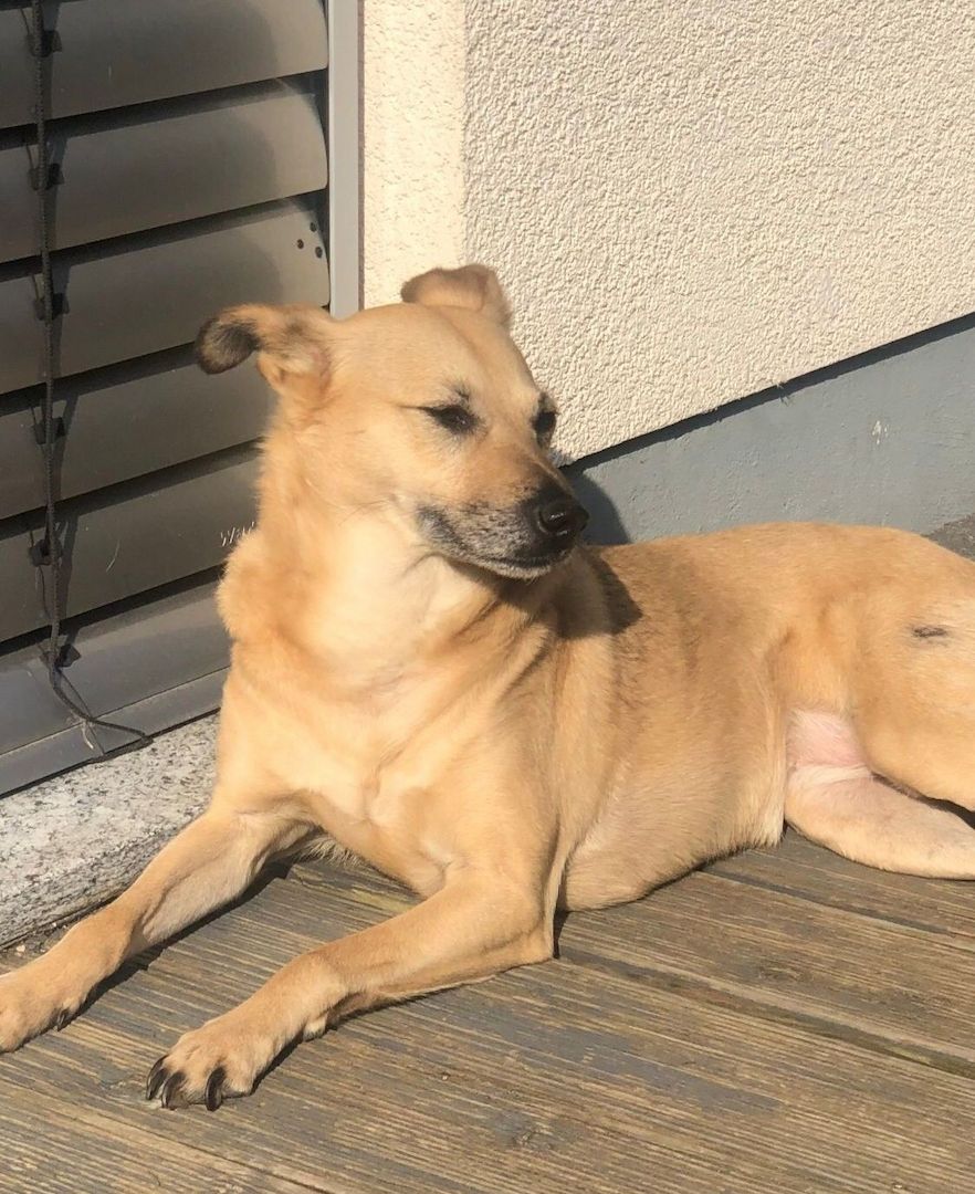 Lustige Kiki liebt KATZEN