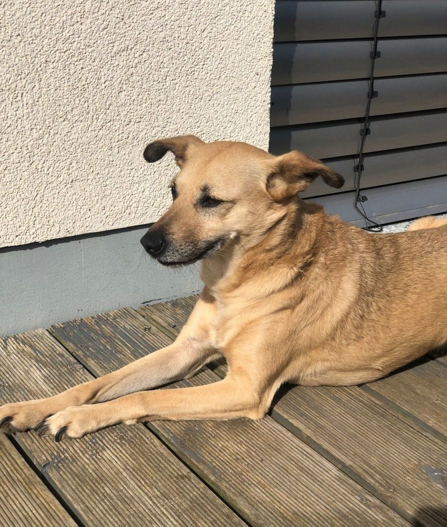 Lustige Kiki liebt KATZEN