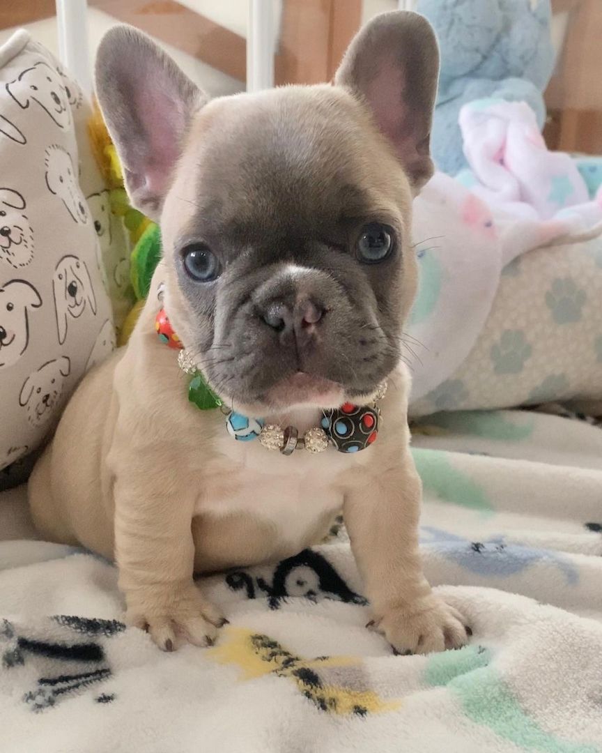 Dringend!.  Französischer Bulldogge-Welpe verfügbar. Dringend!.  Französischer Bulldogge-Welpe verfügbar.