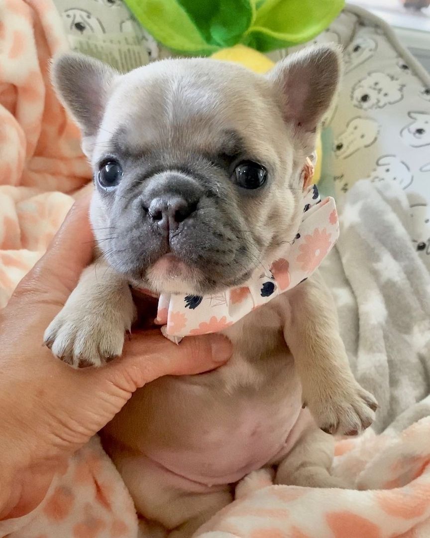 Dringend!.  Französischer Bulldogge-Welpe verfügbar. Dringend!.  Französischer Bulldogge-Welpe verfügbar.