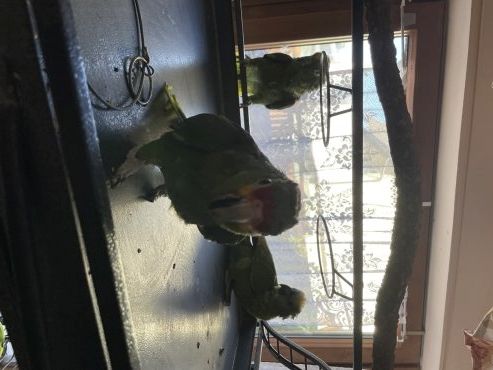 Notfall 3 Amazonen suchen dringend neues Zuhause