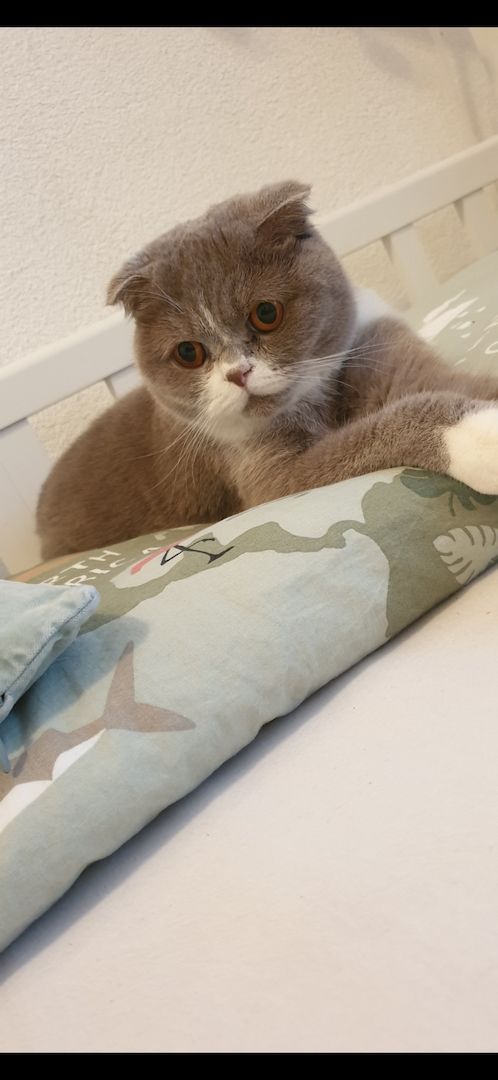 Katze sucht neues Zuhause