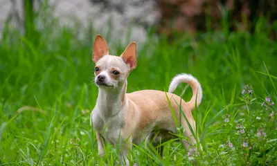 Chihuahua: der Rassehund im Überblick