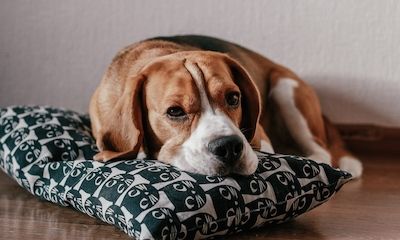 Beagle: der Rassehund im Überblick