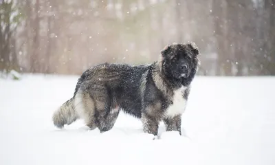 Leonberger: der Rassehund im Überblick