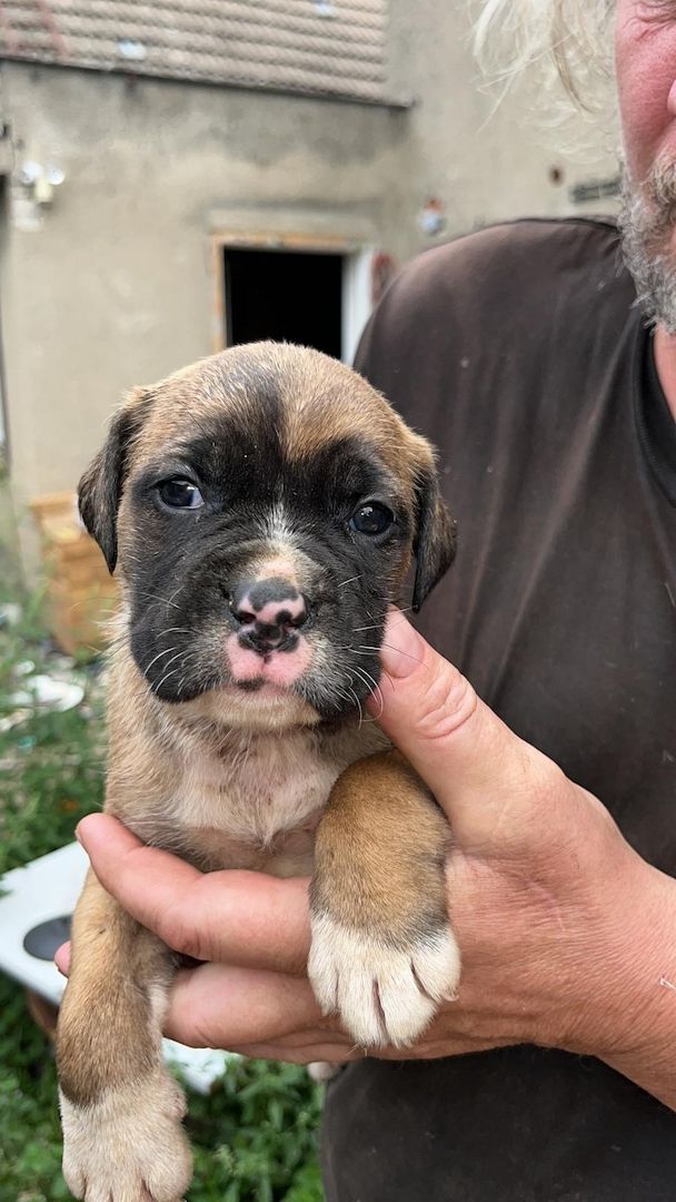 Mischlinge Boxer/ Dogge / Old English Bulldog . Mischlinge Boxer/ Dogge / Old English Bulldog .