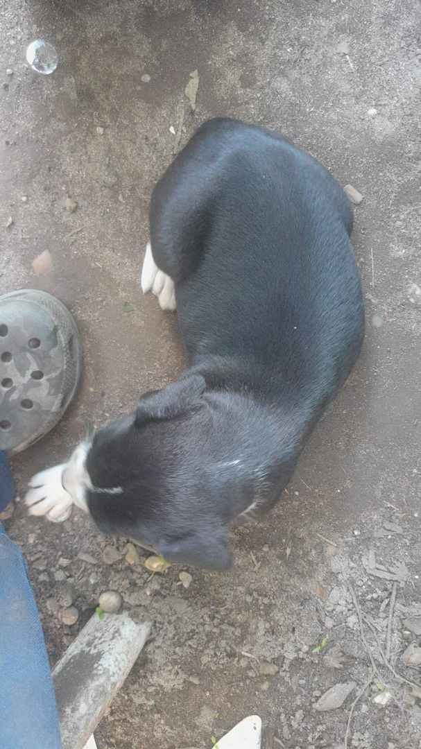 Mischlinge Boxer/ Dogge / Old English Bulldog . Mischlinge Boxer/ Dogge / Old English Bulldog .