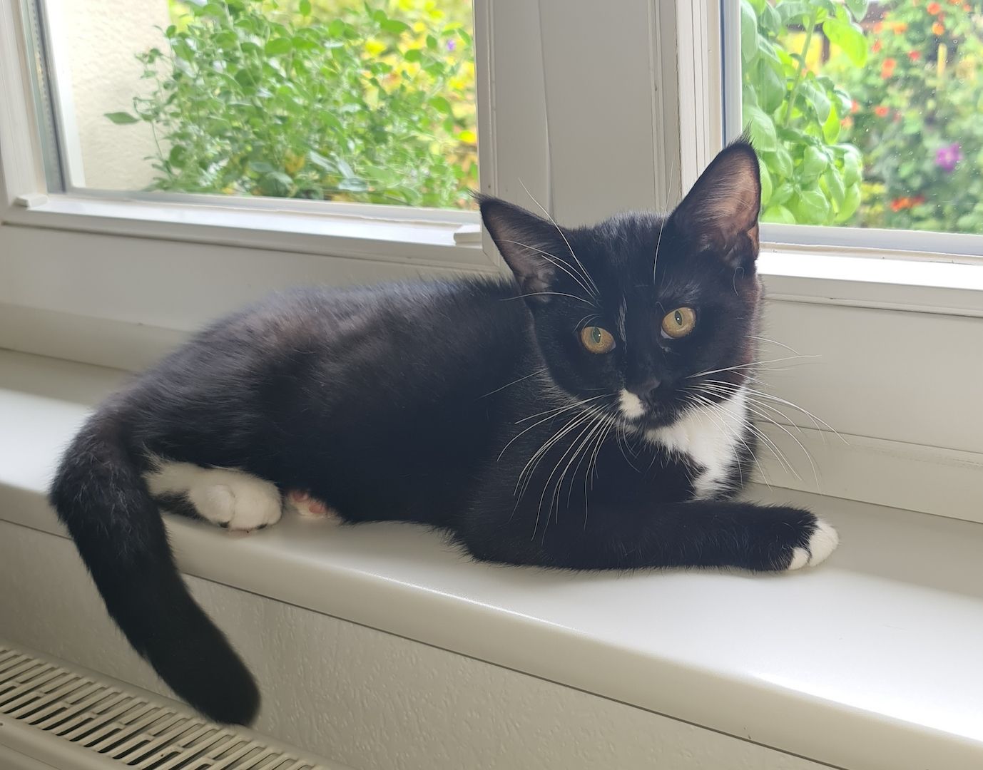 Bkh-Maine Coon Kitten 