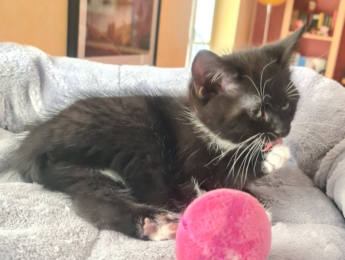 Bkh-Maine Coon Kitten 