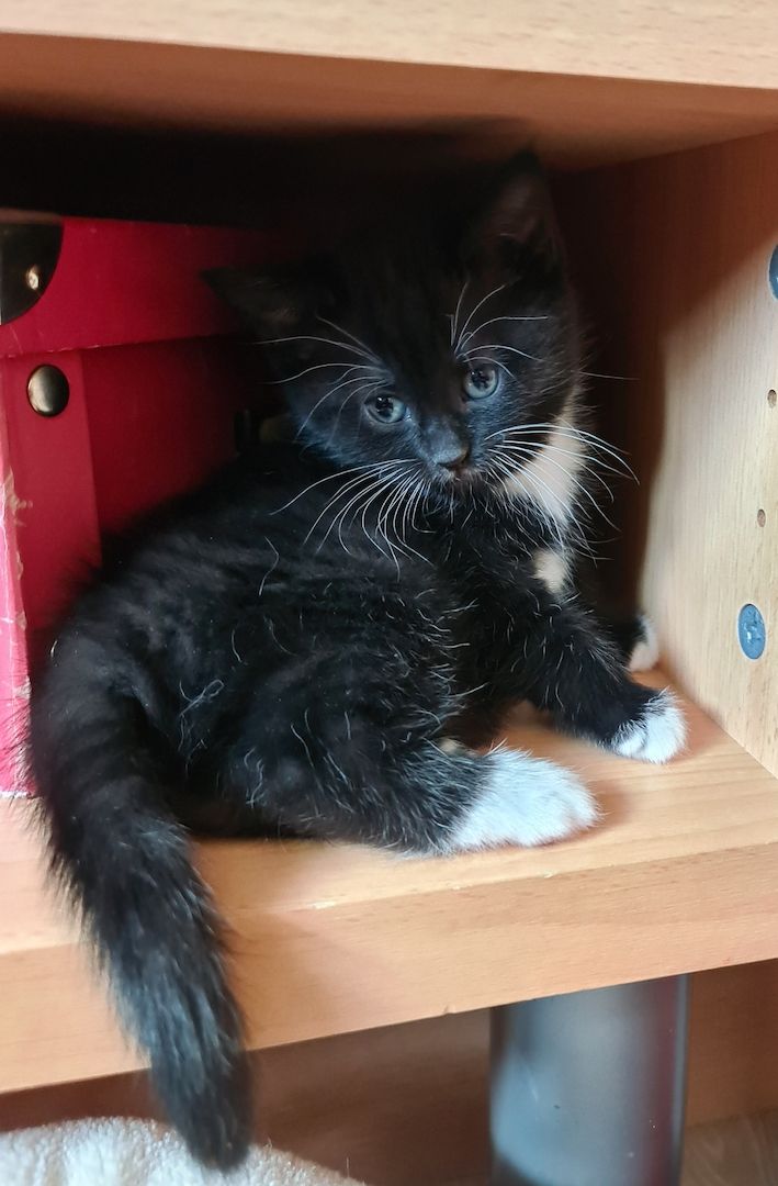 Bkh-Maine Coon Kitten 