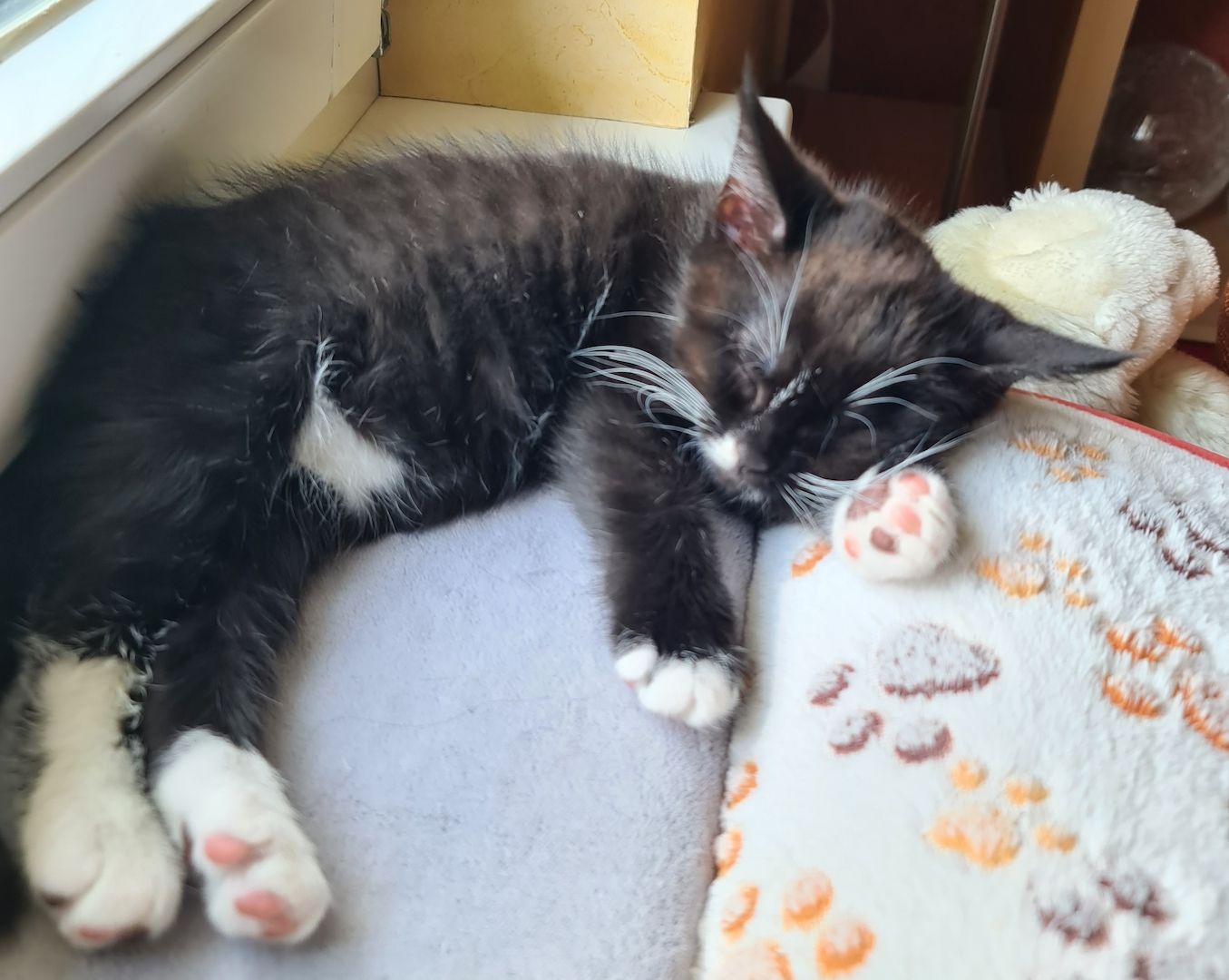 Bkh-Maine Coon Kitten 