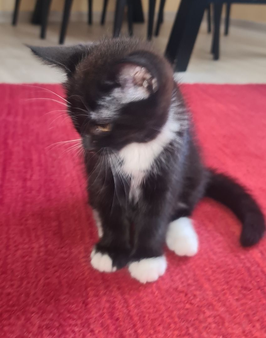 Bkh-Maine Coon Kitten 