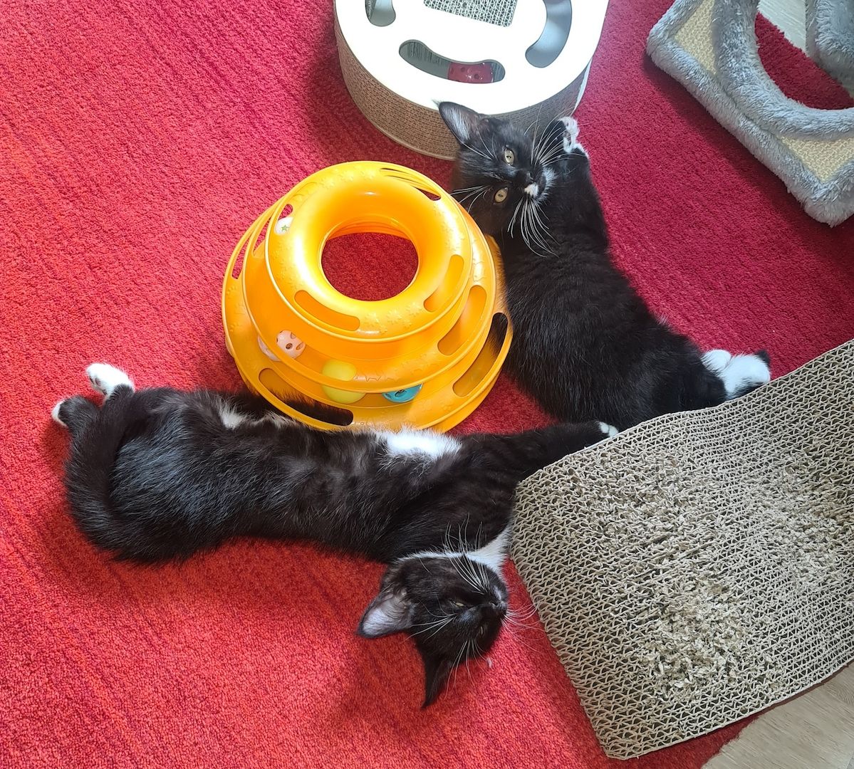 Bkh-Maine Coon Kitten 