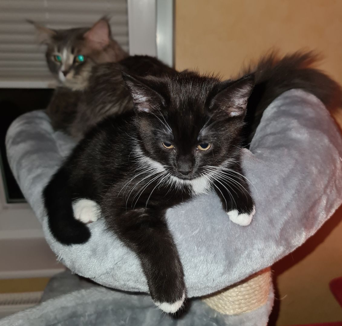 Bkh-Maine Coon Kitten 