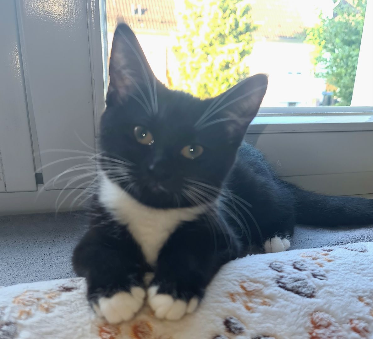 Bkh-Maine Coon Kitten 