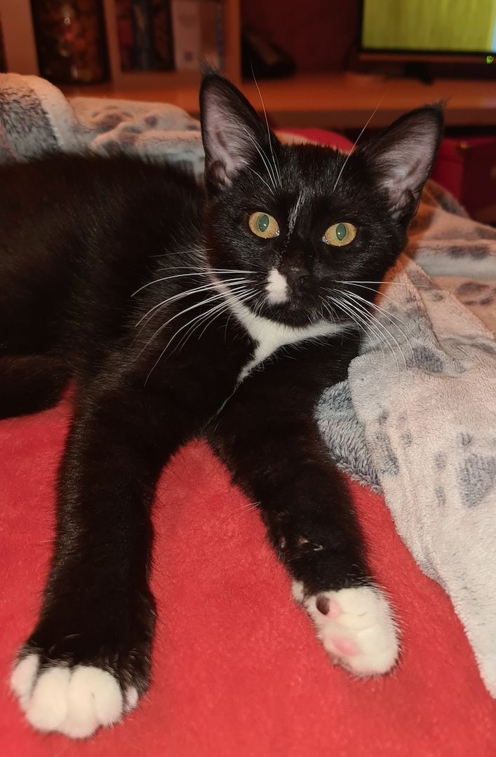 Bkh-Maine Coon Kitten 