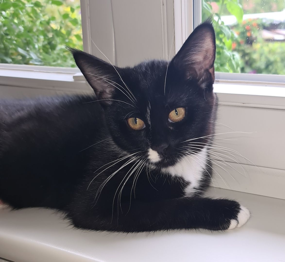 Bkh-Maine Coon Kitten 