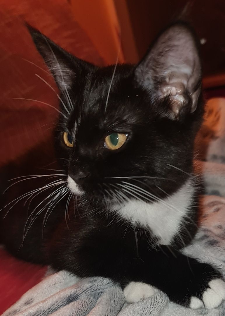 Bkh-Maine Coon Kitten 