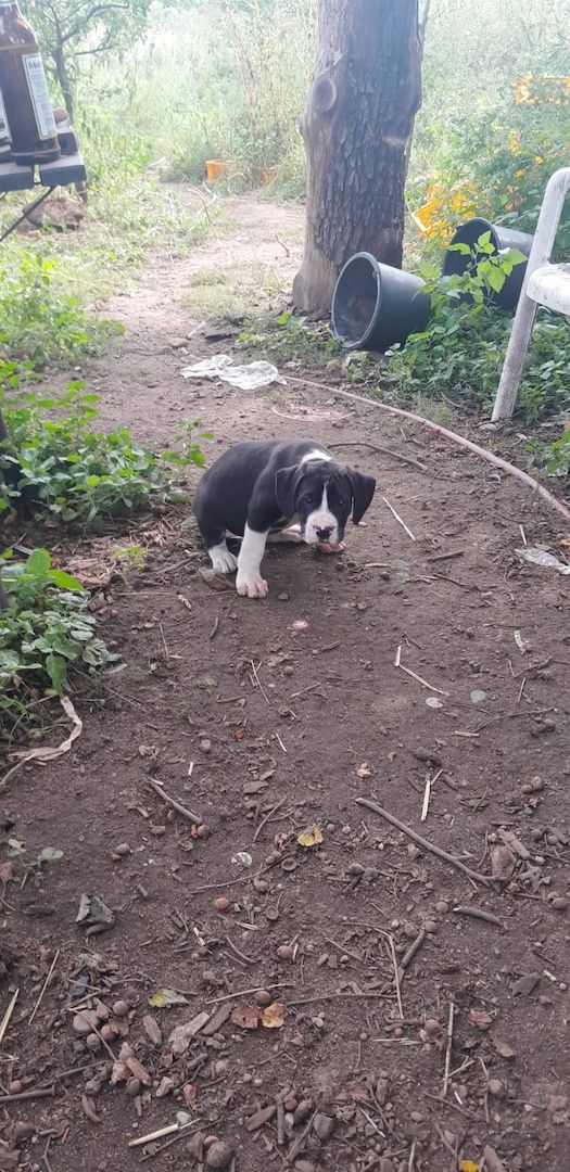 Mischlinge Boxer/ Dogge / Old English Bulldog . Mischlinge Boxer/ Dogge / Old English Bulldog .