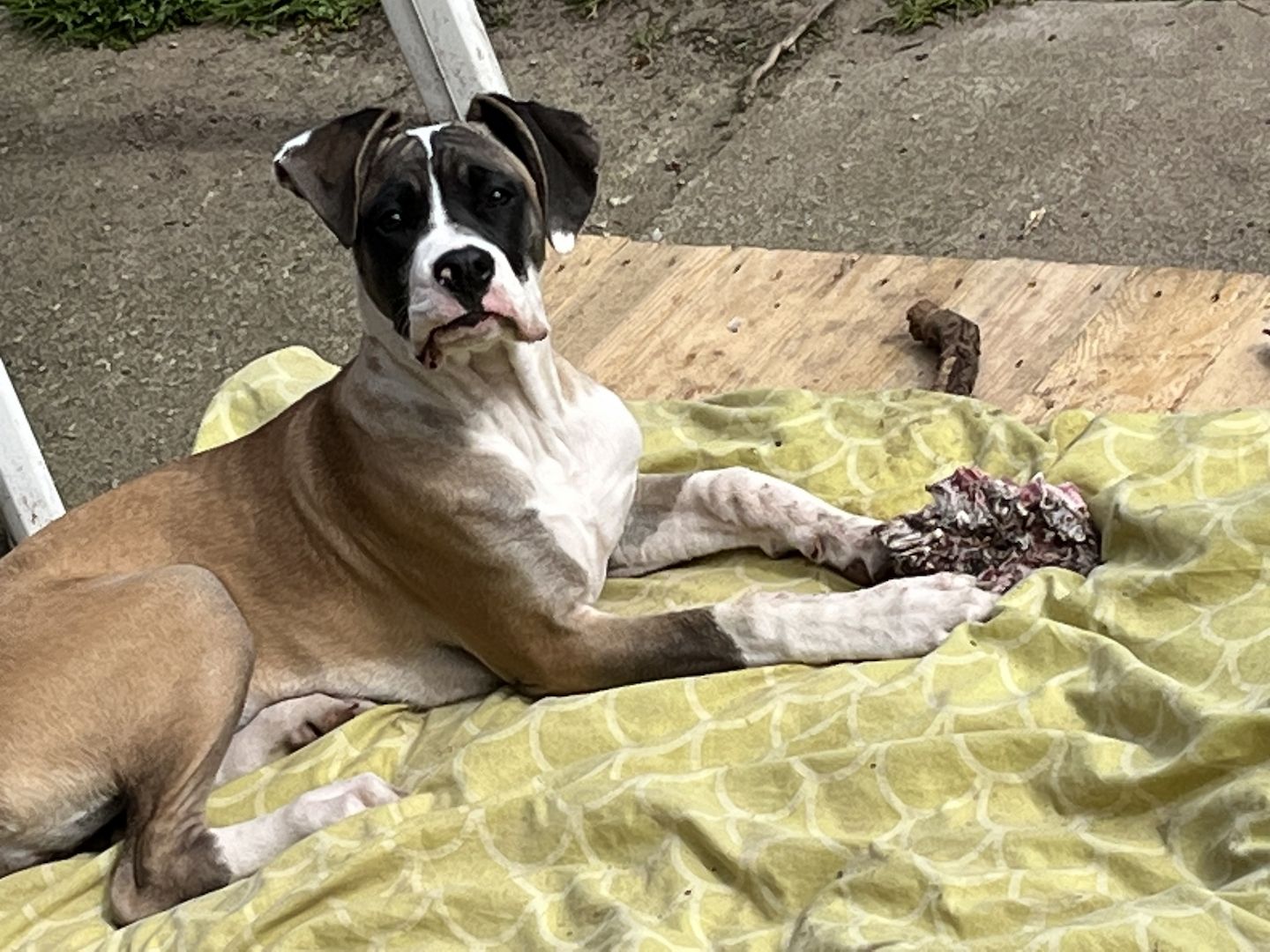 Mischlinge Boxer/ Dogge / Old English Bulldog . Mischlinge Boxer/ Dogge / Old English Bulldog .