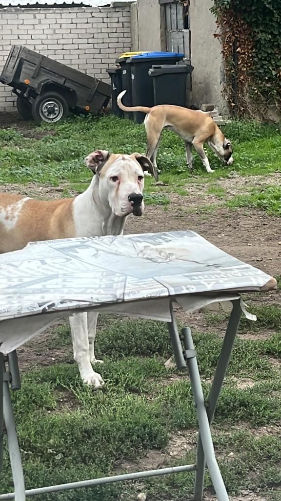 Mischlinge Boxer/ Dogge / Old English Bulldog . Mischlinge Boxer/ Dogge / Old English Bulldog .