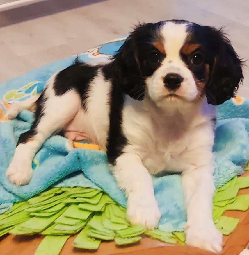 Cavalier King Charles Spaniel Cavalier King Charles Spaniel