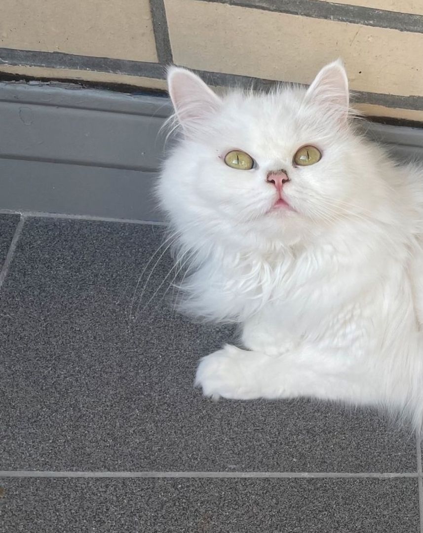 blh +perser Katze blh +perser Katze