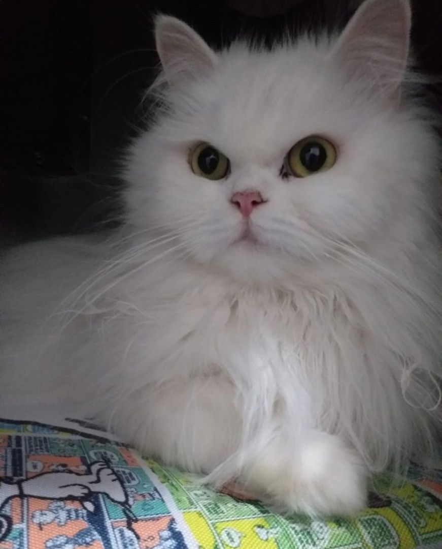 blh +perser Katze blh +perser Katze