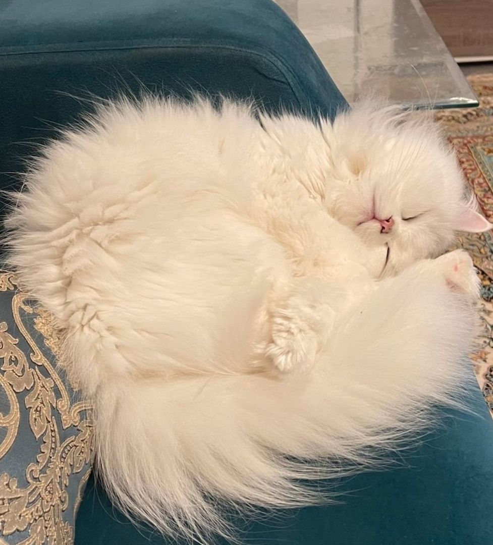 blh +perser Katze blh +perser Katze