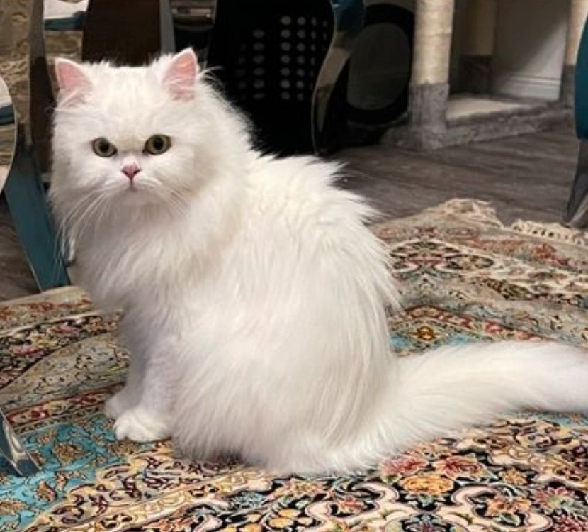 blh +perser Katze blh +perser Katze