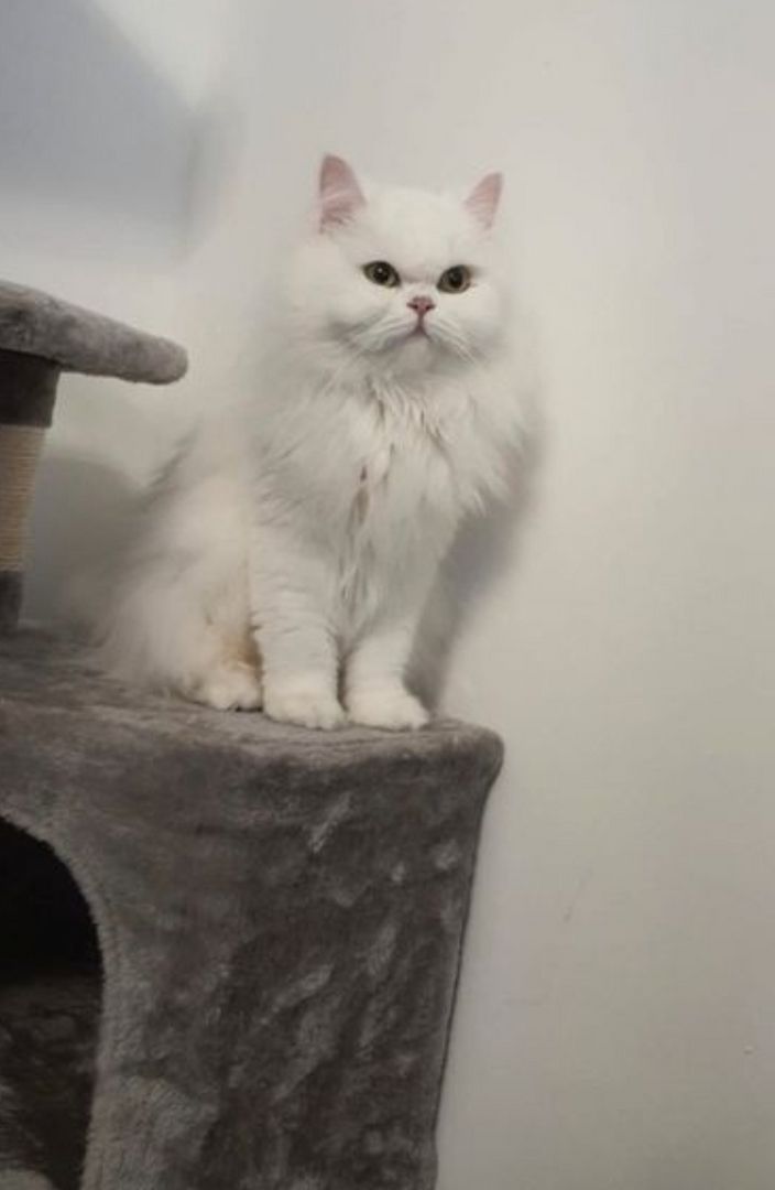 blh +perser Katze blh +perser Katze