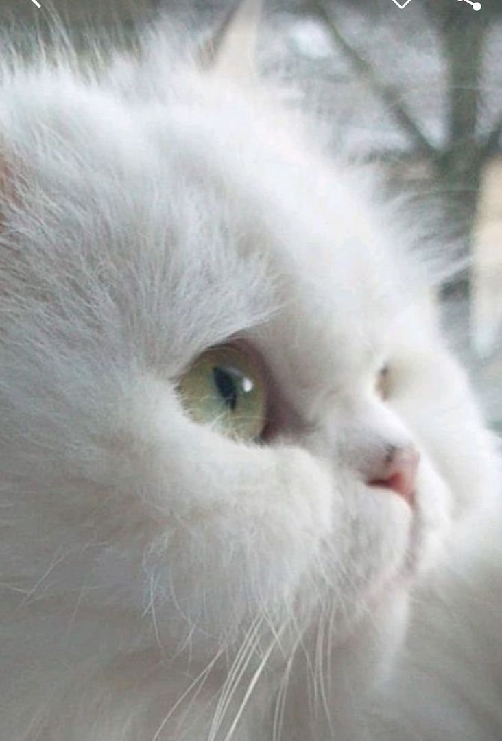 blh +perser Katze blh +perser Katze