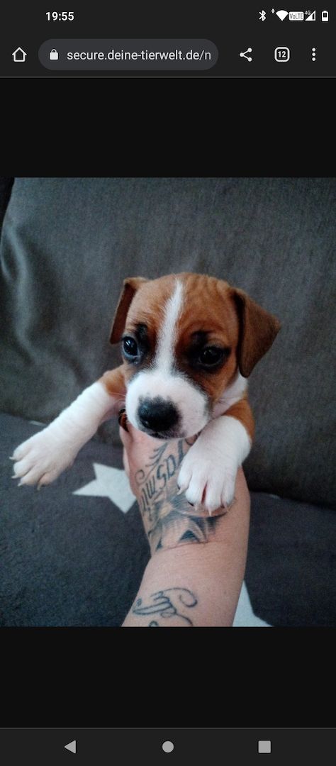 Dringend zu Hause gesucht