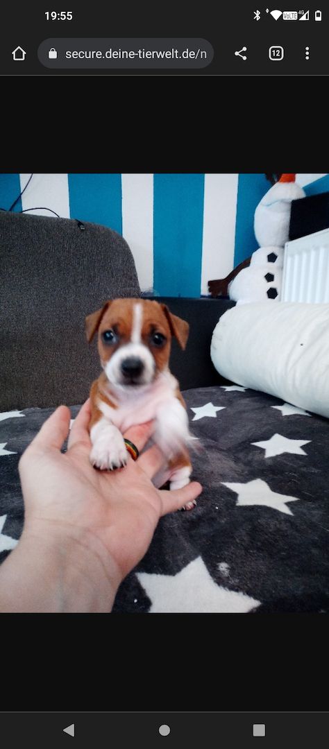 Dringend zu Hause gesucht