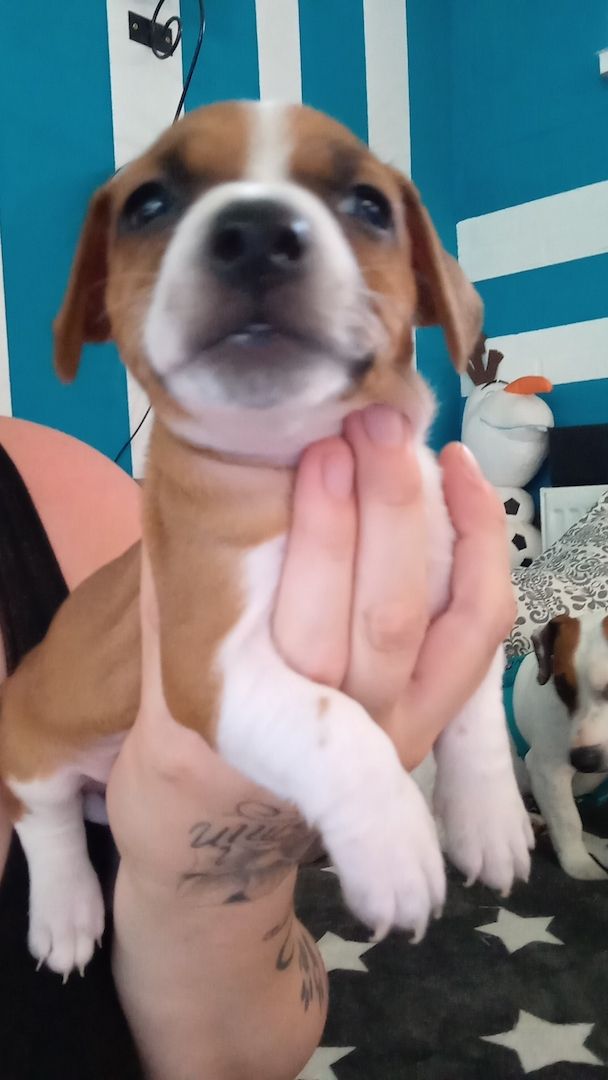 Dringend zu Hause gesucht