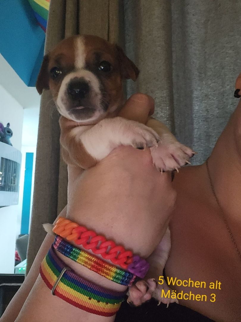 Dringend zu Hause gesucht