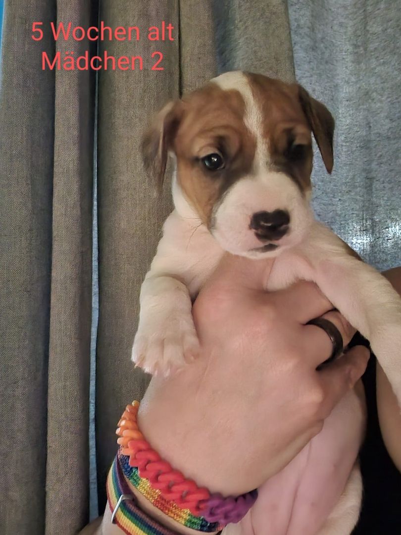 Dringend zu Hause gesucht