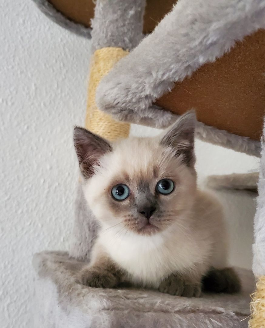 Reinrassige BKH blue point Kitten